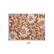 Edge Collections - 2' x 3' - Brown - Floral Washable Area Rug for Indoor and Outdoor Use - 1 Piece